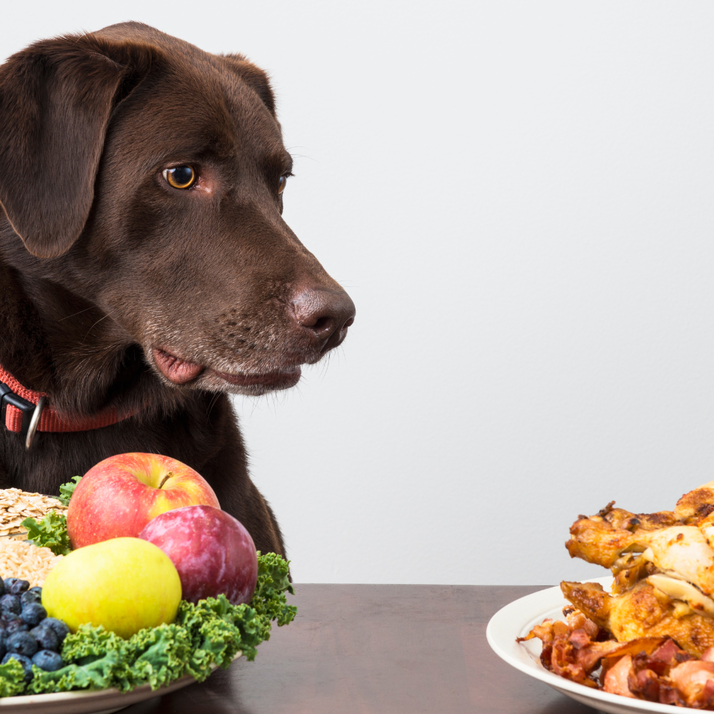 Čo pes nesmie jesť? Zoznam zakázaných potravín a bezpečné alternatívy
